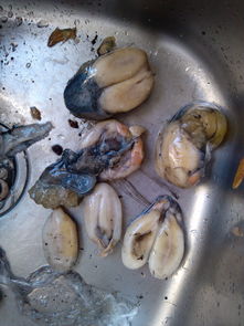 舟山特產(chǎn)海鮮 東海明珠的鮮美饋贈